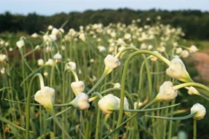 Curled garlic scapes rising above hardneck garlic leaves in an early summer bed