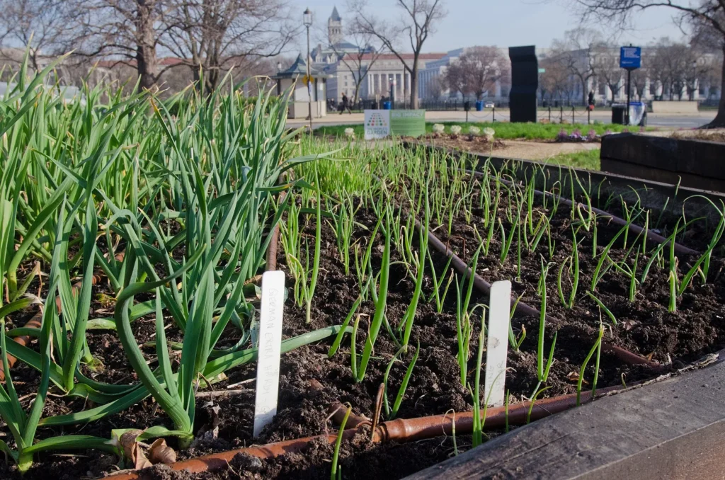 A garlic bed in early spring with labelled rows, showing how deep to plant garlic and how far apart