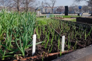 A garlic bed in early spring with labelled rows, showing how deep to plant garlic and how far apart