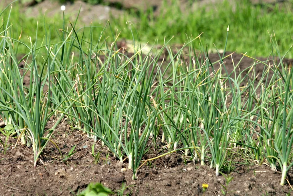 Rows of young green garlic shoots emerging from dark garden soil