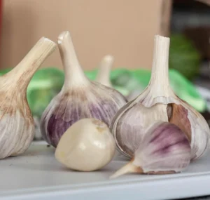 Hardneck garlic bulbs with dried stems next to two loose cloves, one large and one small