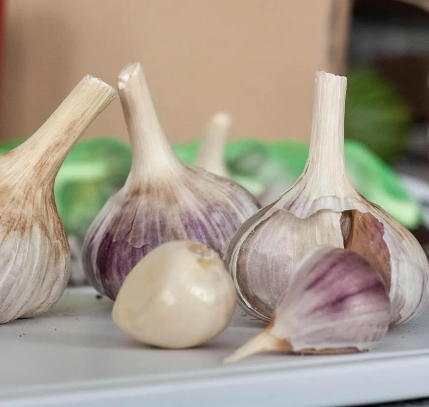 Hardneck garlic bulbs with dried stems next to two loose cloves, one large and one small