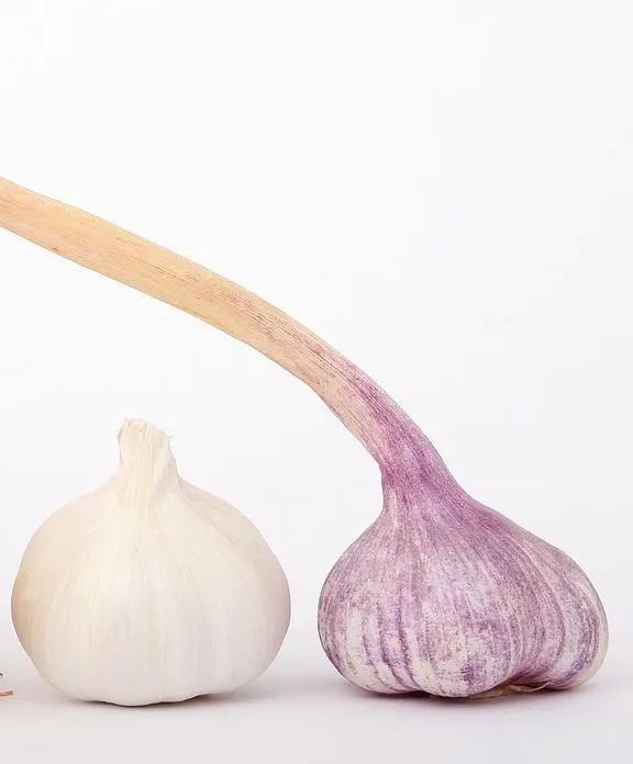 Two whole garlic bulbs side by side, a smaller white one and a larger purple one with a curved dried stem