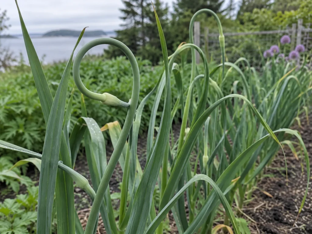 Hardneck garlic plants with curled green scapes rising above the leaves in a coastal garden