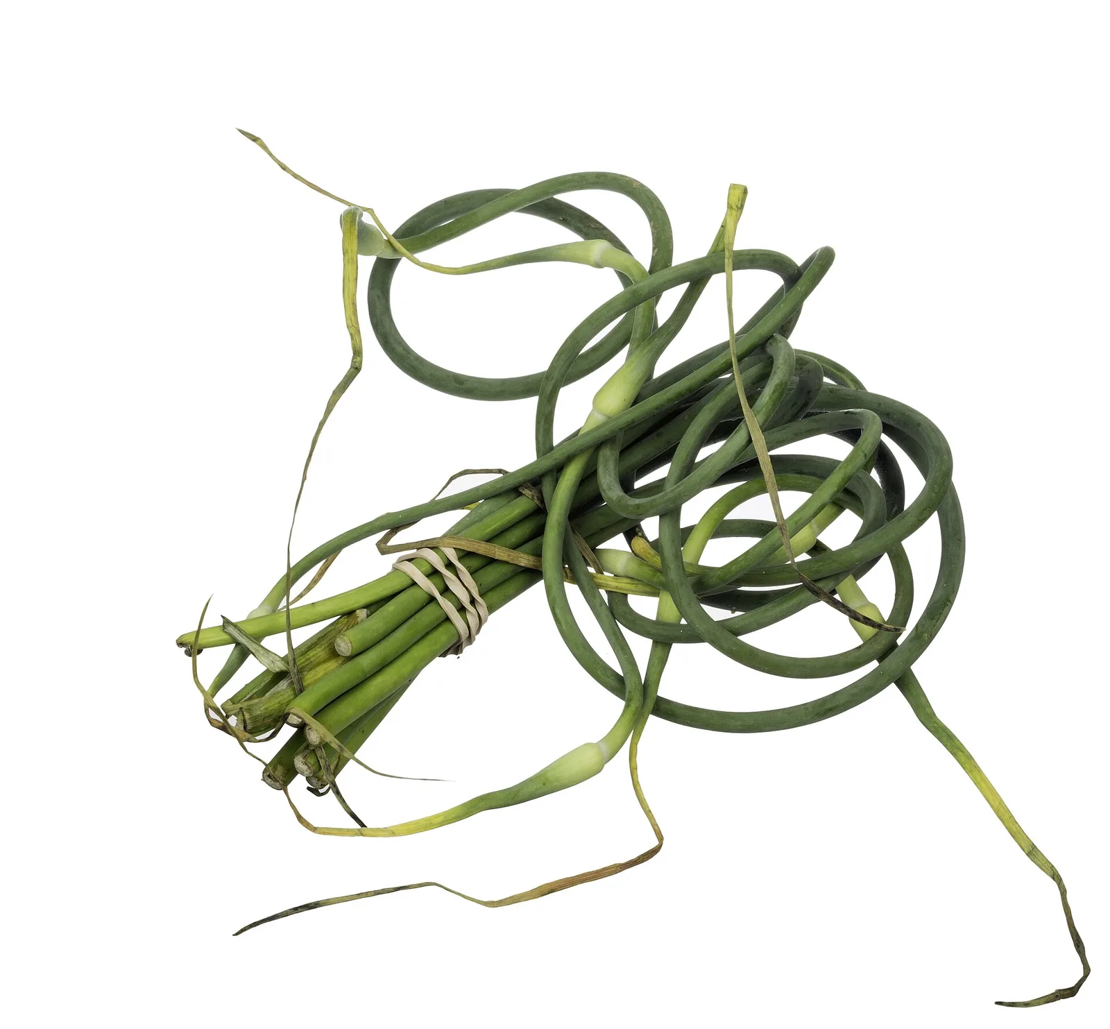 A bundle of curled garlic scapes tied together against a plain white background