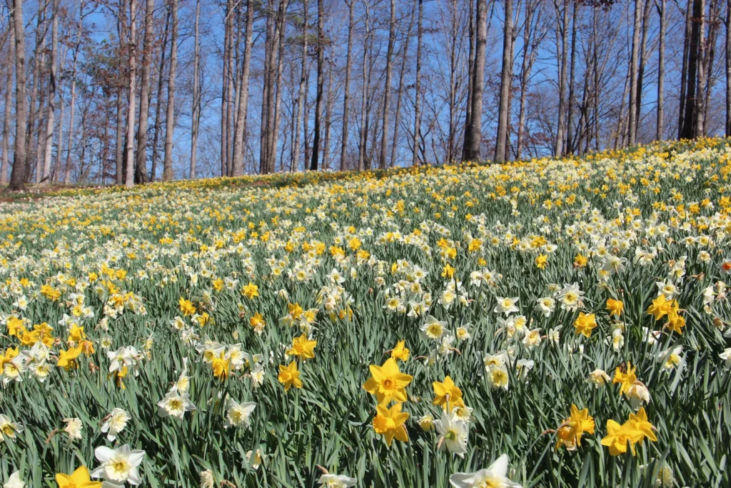Bulbs squirrels do not eat, a hillside covered in mixed white and yellow daffodils in spring