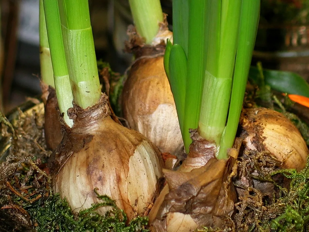 Narcissus bulbs, one of the bulbs squirrels do not eat, pushing up green shoots from soil