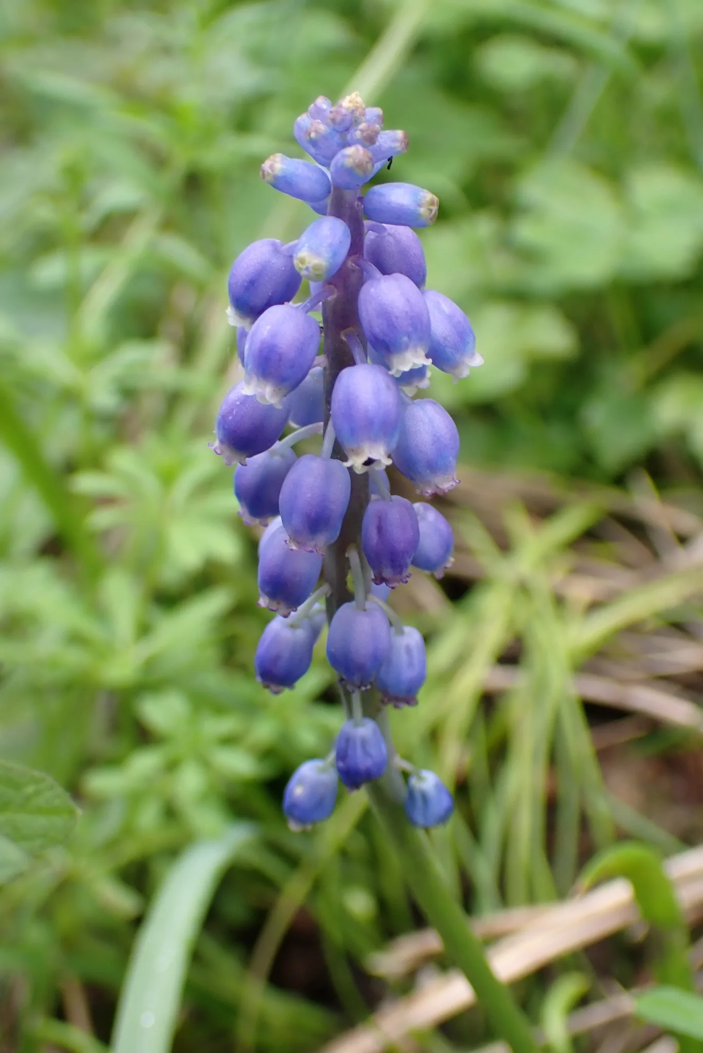 Close up of a muscari grape hyacinth spike with clusters of small purple bell flowers