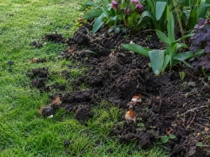 Dark soil dug up and scattered on a lawn with papery bulb skins left behind