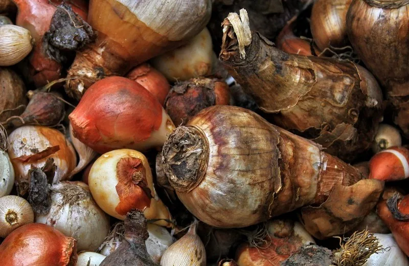 Two flower bulbs side by side, one round with reddish skin, one larger and tapered with papery brown skin