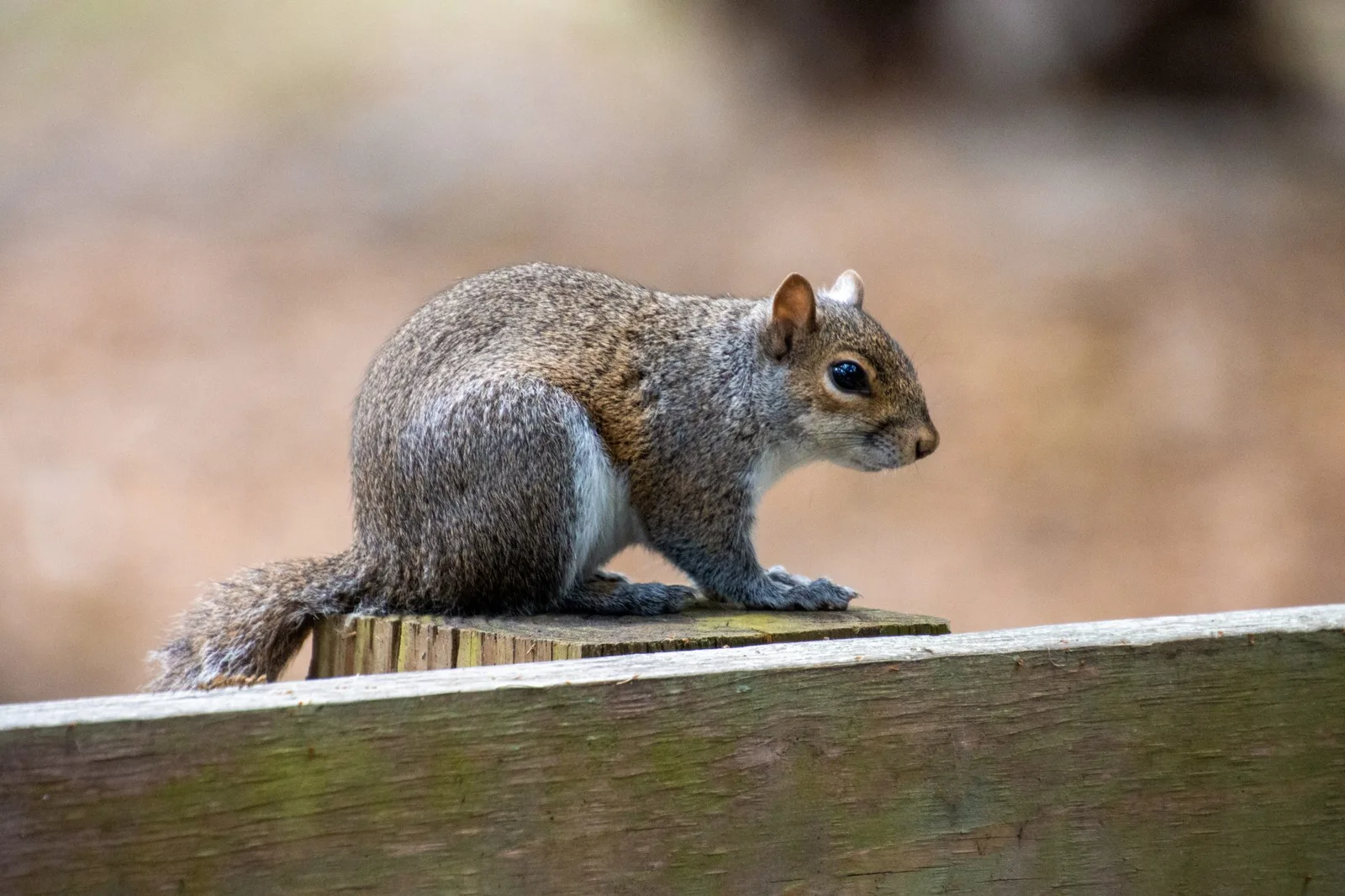 A grey squirrel perched on a wooden fence rail with a blurred garden behind it