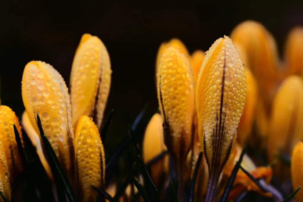 Close-up of bright yellow crocus flowers covered in morning dew droplets