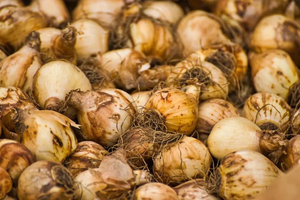Pile of pale flower bulbs with dried papery skin and roots, ready for planting