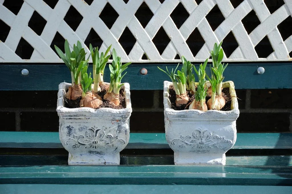Two matching pots side by side, each holding a bulb with green shoots emerging from the soil