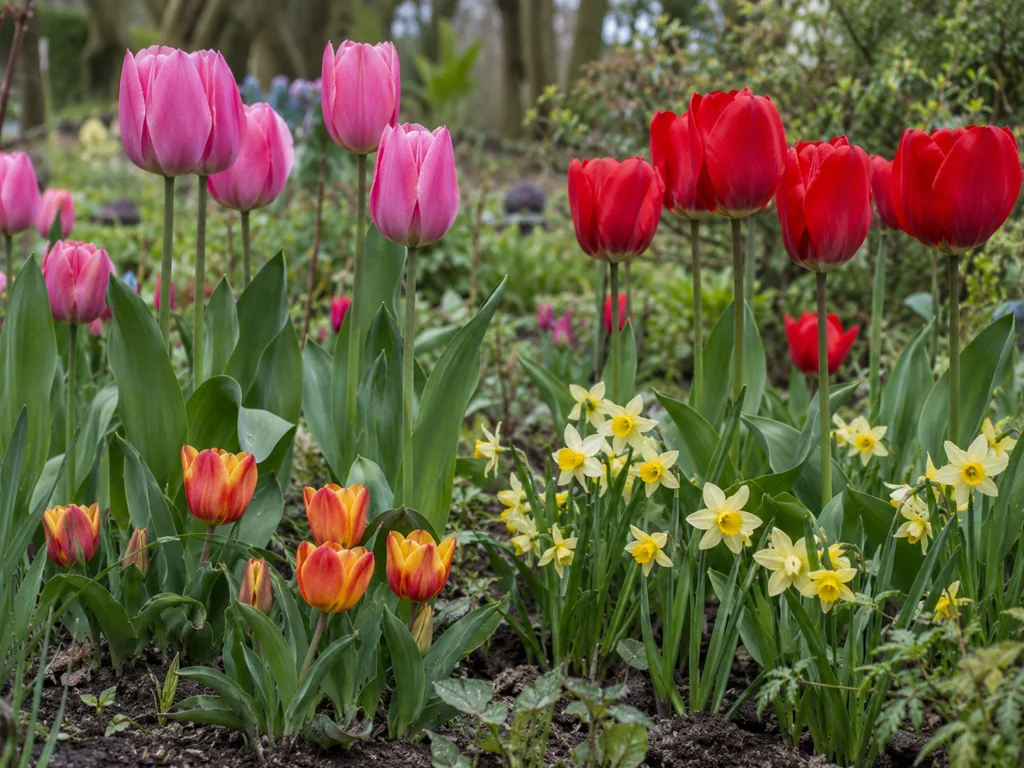 Tall pink and red tulips growing above shorter dwarf narcissus flowers in a bed