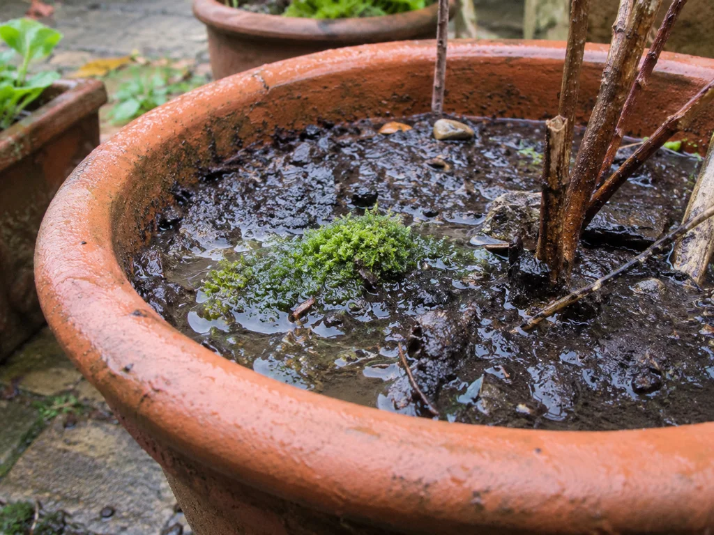 A terracotta pot with waterlogged soil and a patch of green moss on the surface