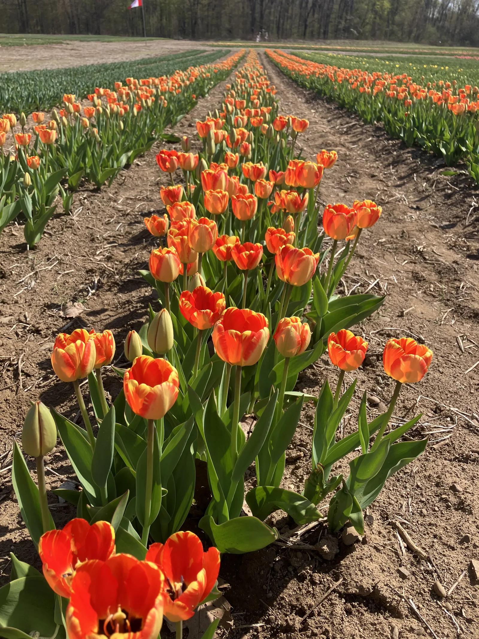 Rows of orange tulips blooming in bare soil in a cut flower bulb garden field