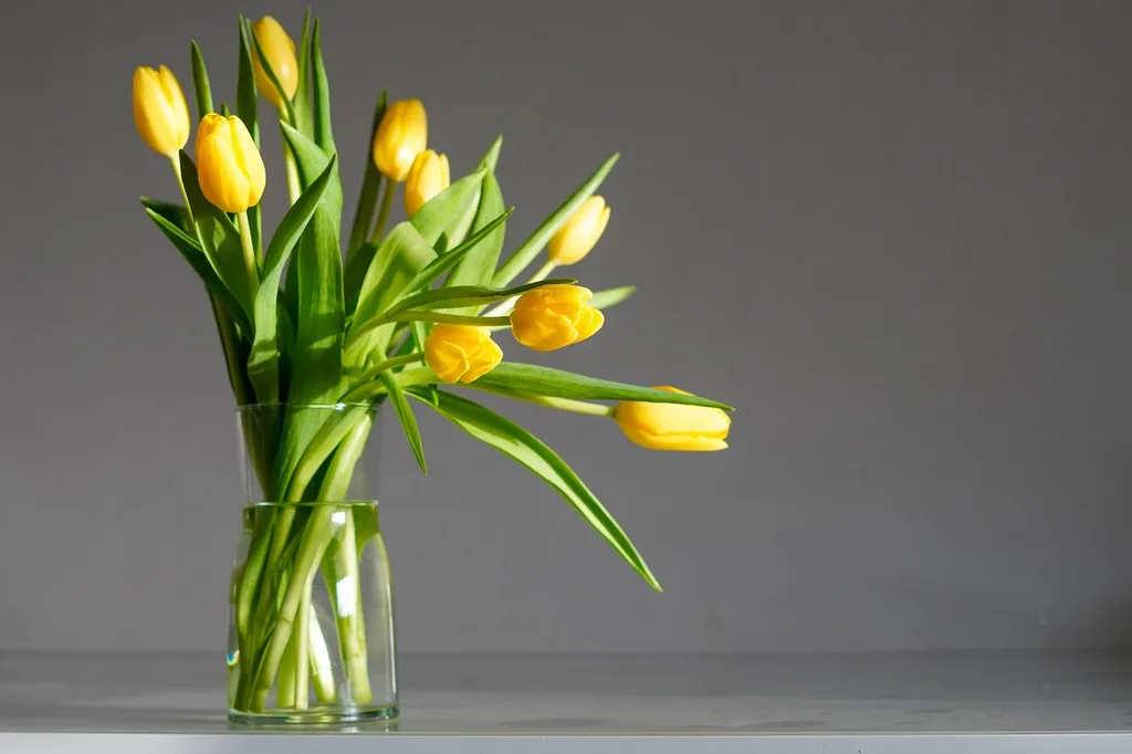 Yellow tulips leaning sideways out of a clear glass vase on a table