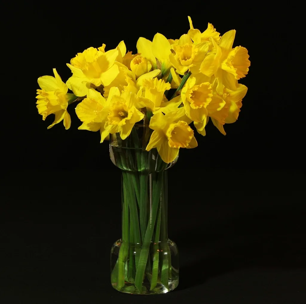 A glass vase full of bright yellow daffodils photographed against a black background