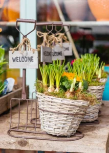 Baskets of sprouting bulbs on a garden centre bench beside hand tools
