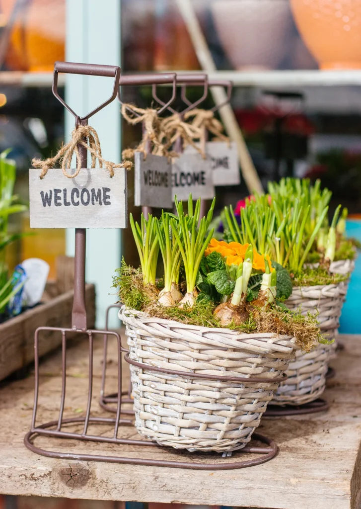 Baskets of sprouting bulbs on a garden centre bench beside hand tools