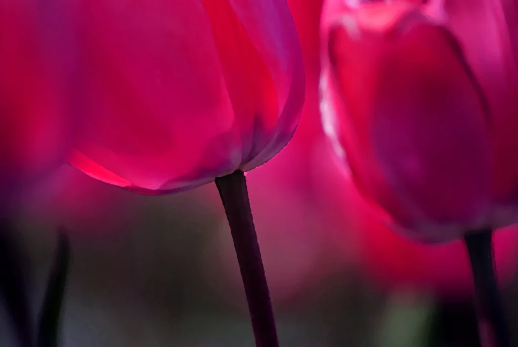 Close up of magenta tulip petals opening in spring light