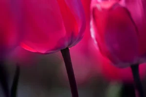 Close up of magenta tulip petals opening in spring light