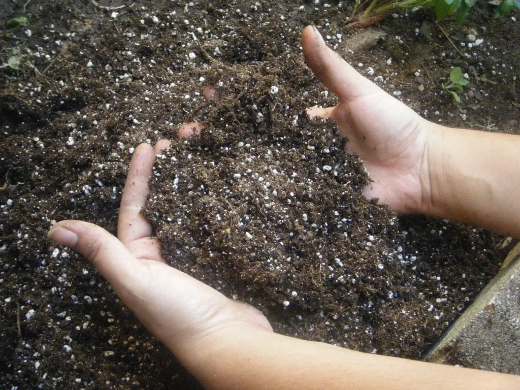 Hands checking the texture of dark soil, a simple test for when to plant tulip bulbs