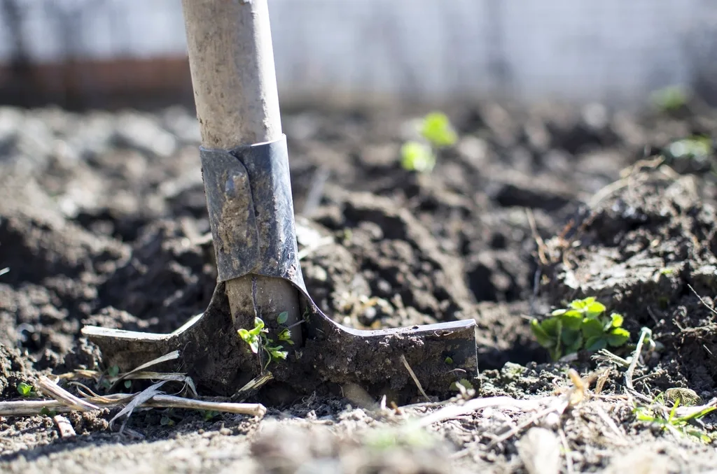 A spade pushed into cool autumn soil to test whether it is time to plant tulip bulbs