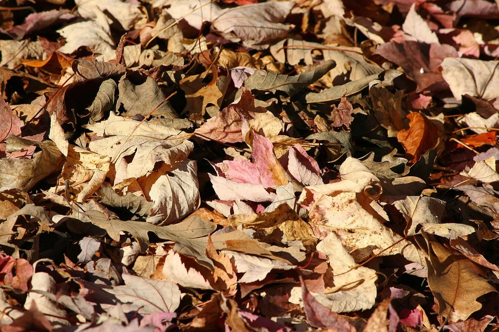 Close up of dry fallen autumn leaves covering the ground