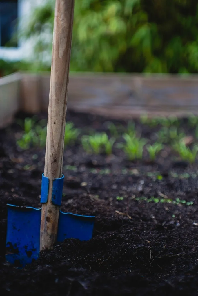 A spade pushed into dark garden soil, the same simple test before you plant tulips in October