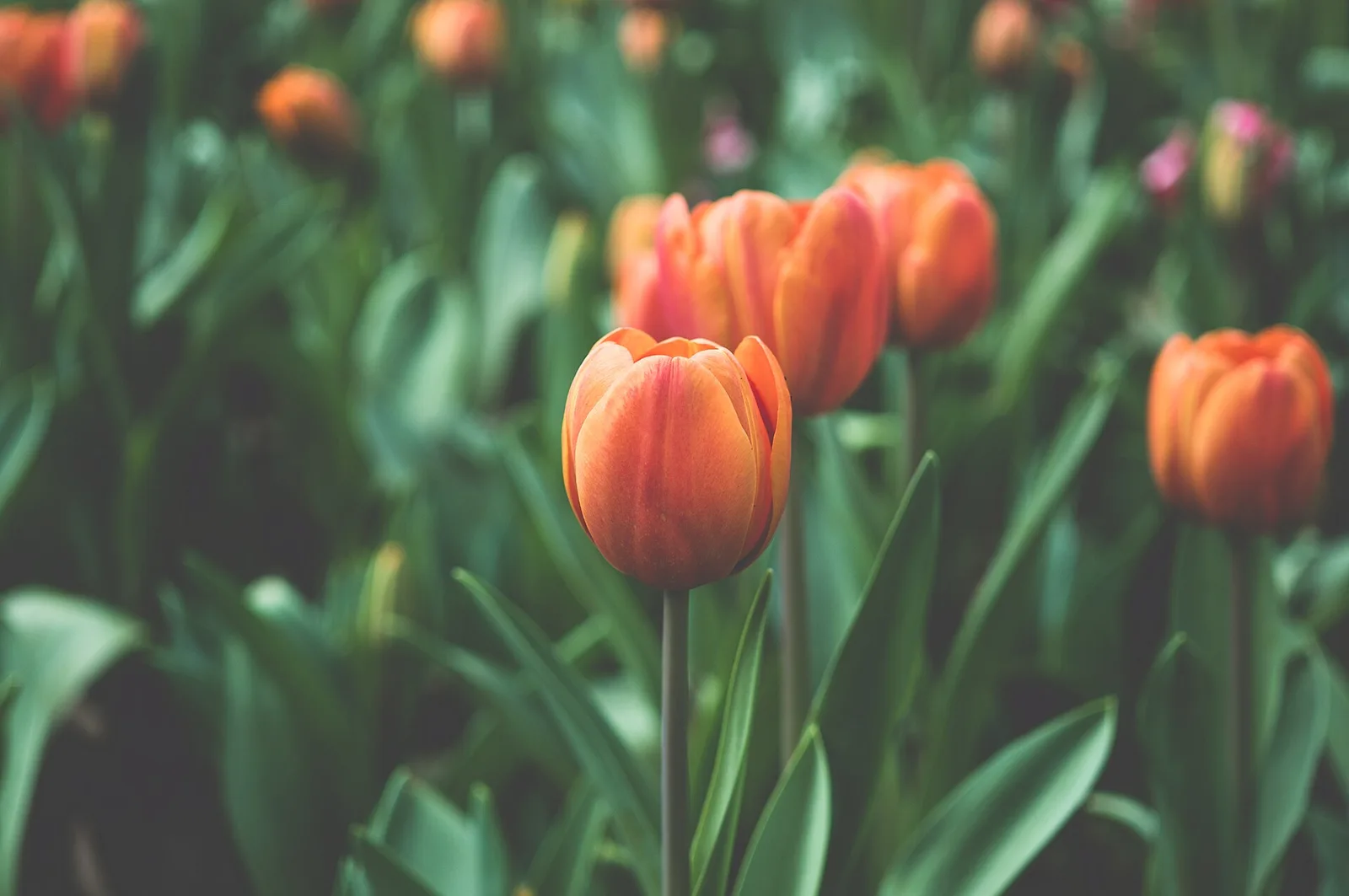 Orange tulips blooming in a garden bed surrounded by green foliage in spring