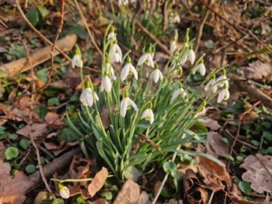 Best spring bulbs for Canadian winters, a clump of snowdrops blooming among fallen leaves
