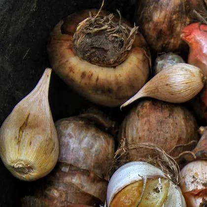 A large papery flower bulb beside two smaller pointed bulbs on dark soil