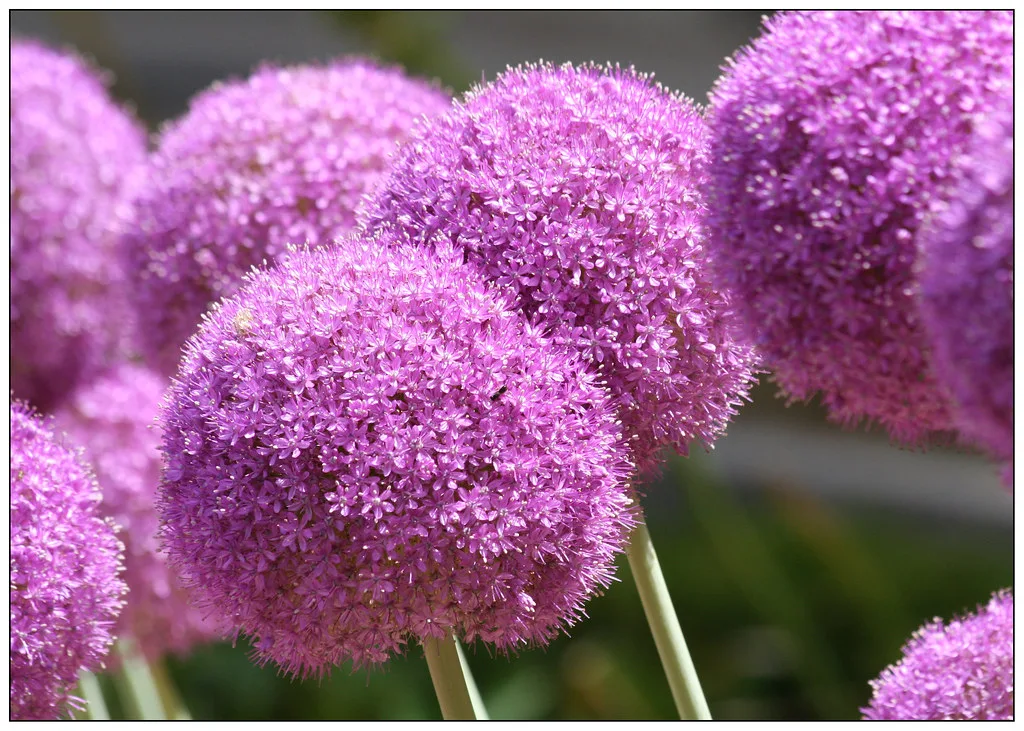 Large purple allium giganteum flower heads in full bloom seen up close