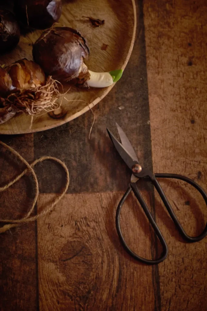 Flower bulbs with roots and a green shoot resting in a wooden bowl beside scissors and twine