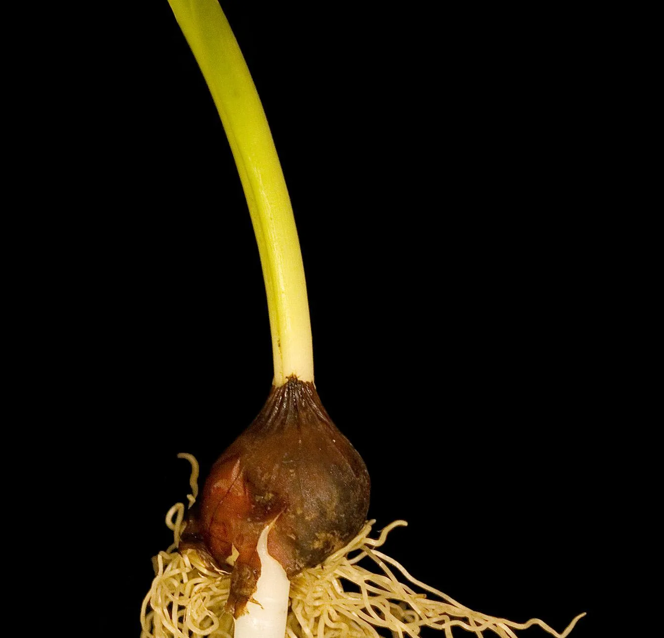 A single tulip bulb with roots and a green shoot photographed against a black background