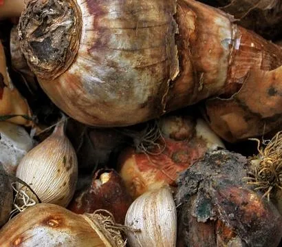 A large brown flower bulb next to two noticeably smaller pale bulbs