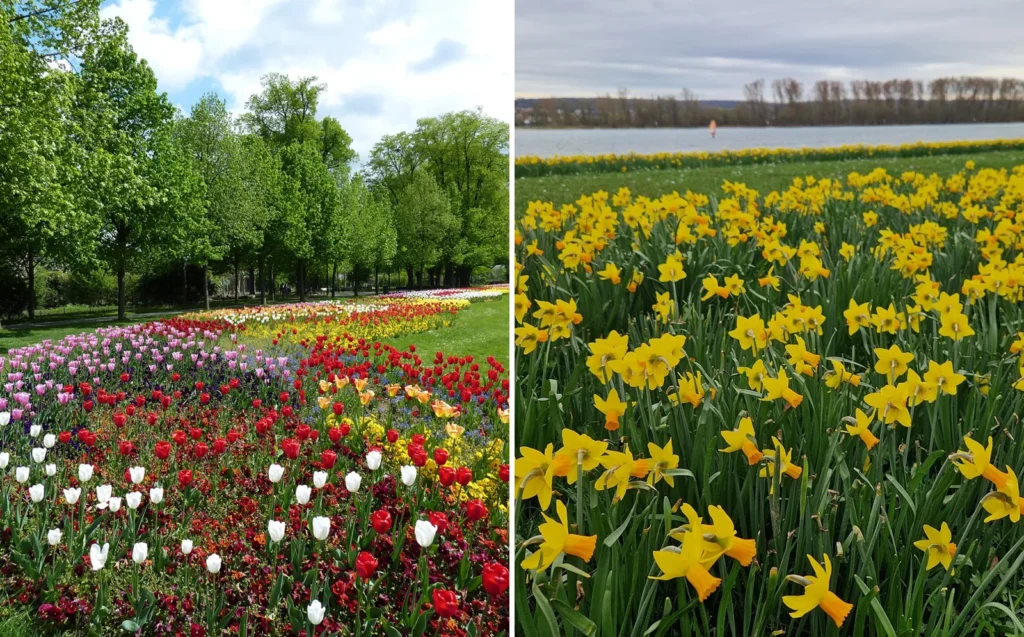 Tulips vs daffodils growing side by side in the same spring border