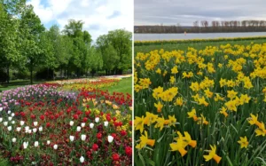 Tulips vs daffodils growing side by side in the same spring border