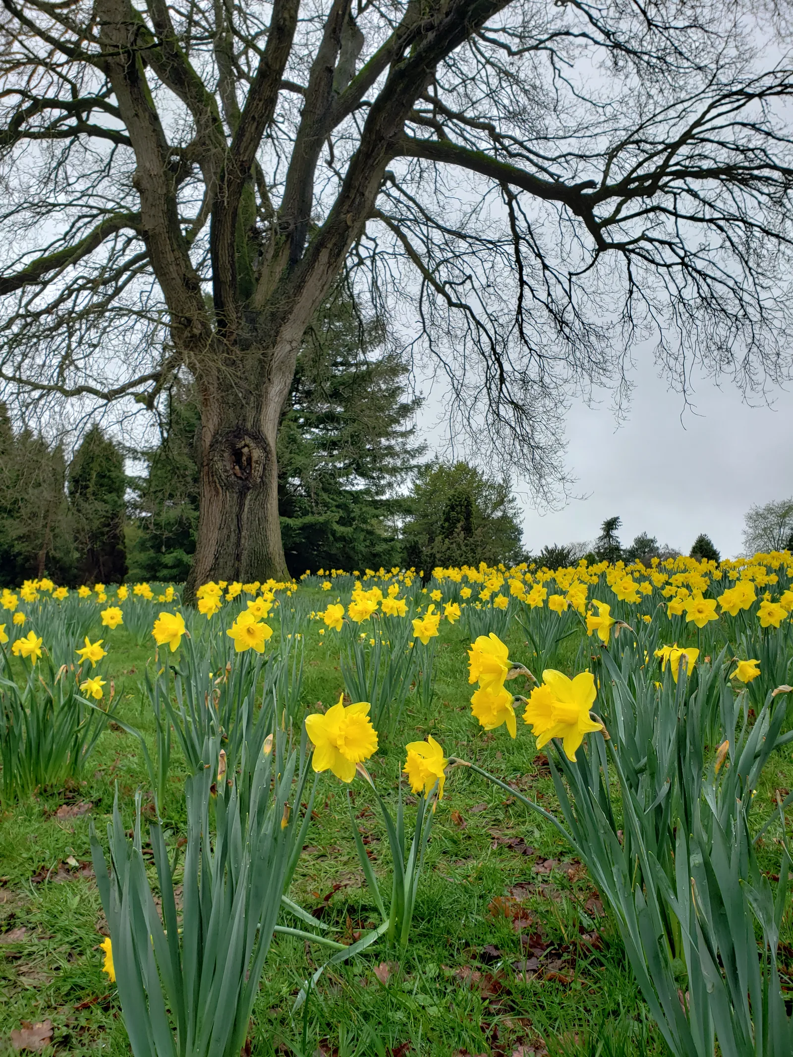 A dense clump of naturalized daffodils that has multiplied over several years under a tree