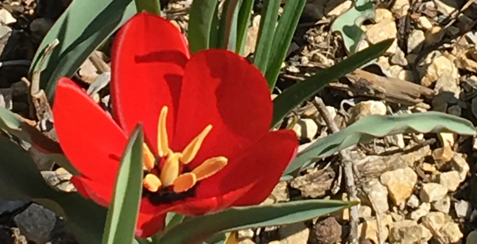 A low growing species tulip flowering in a gravel bed, the tulip group that returns each year