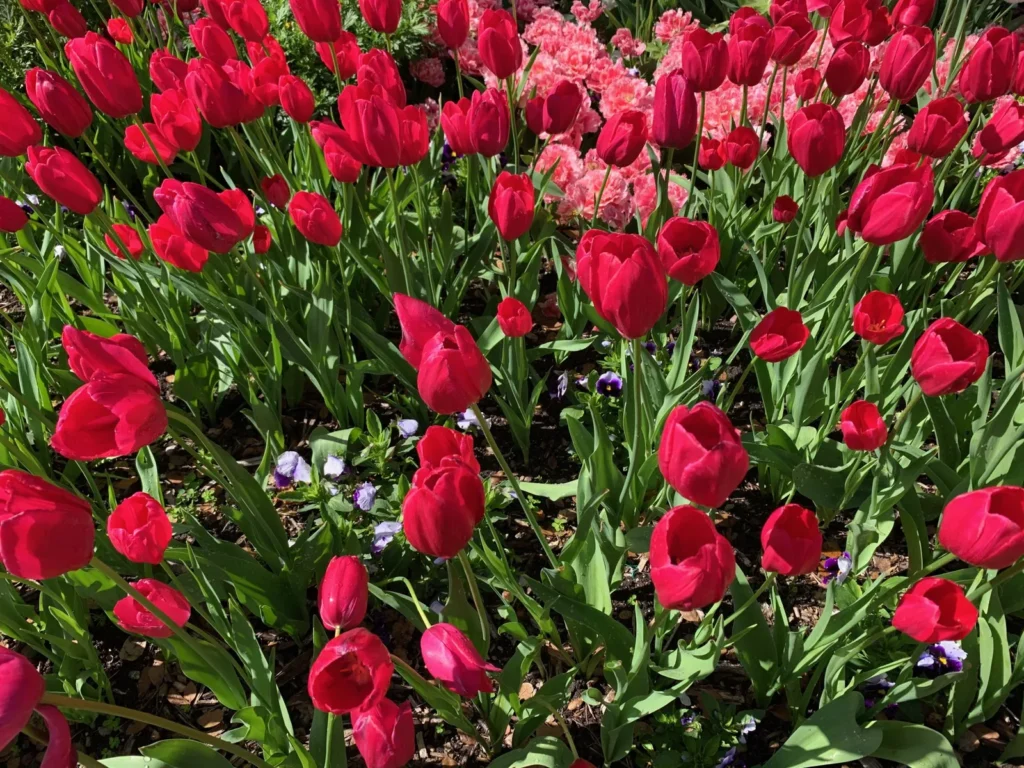 A dense bed of red tulips in full bloom, the result when tulips do come back
