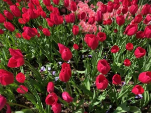 A dense bed of red tulips in full bloom, the result when tulips do come back