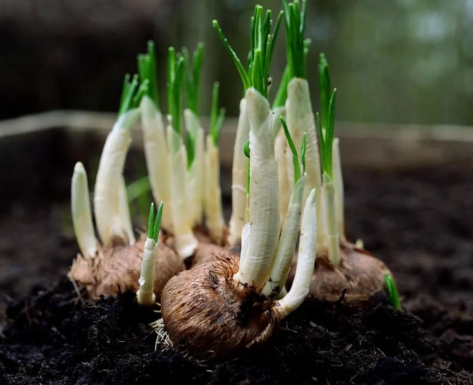 A cluster of small bulbs of different sizes sprouting together in dark soil