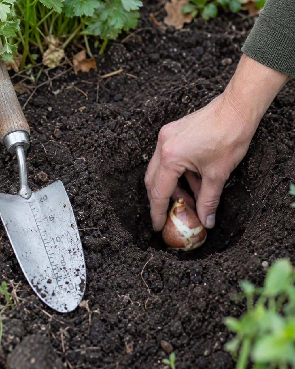 A hand placing a tulip bulb into a planting hole beside a trowel marked with depth lines