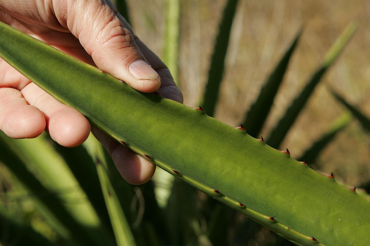 Pick a firm outer leaf from a healthy plant, not the soft centre.