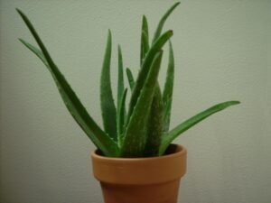 Aloe vera plant in a terracotta pot
