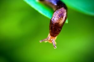 Garden slug on the edge of a leaf
