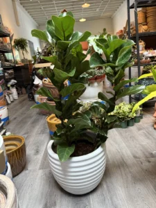 A money tree in a glazed pot at the counter where we answer when to repot houseplants